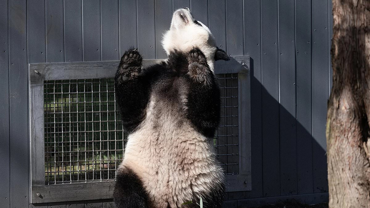 Pandas shipped from China to the US caught ‘flirting’ through a window in major milestone for the adorable species