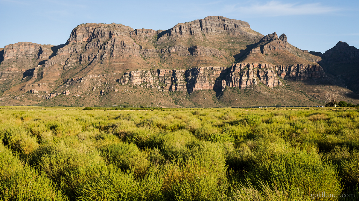 How a unique South African plant became a global tea sensation