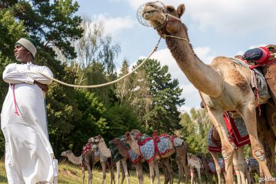 Want to buy a camel? Now there’s an app for that